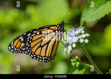 Monarchfalter Danaus Plexippus bei The Butterfly Estates in Fort Myers Florida Stockfoto