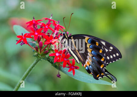 Östlichen schwarzen Schwalbenschwanz Schmetterling Papilio Polyxenes bei The Butterfly Estates in Fort Myers Florida Stockfoto