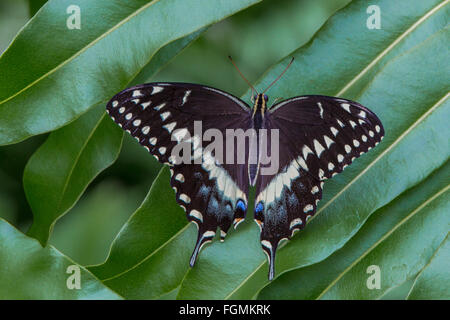 Östlichen schwarzen Schwalbenschwanz Schmetterling Papilio Polyxenes bei The Butterfly Estates in Fort Myers Florida Stockfoto