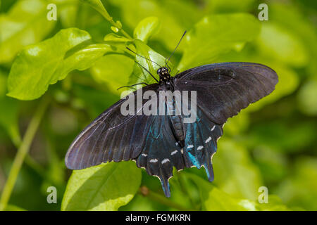 Pipevine Schwalbenschwanz Schmetterling Battus Philenor bei The Butterfly Estates in Fort Myers Florida Stockfoto