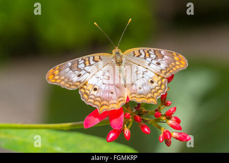 Weiße Tagpfauenauge Anartia Jatrophae auf einer Blume bei The Butterfly Estates in Fort Myers Florida Stockfoto