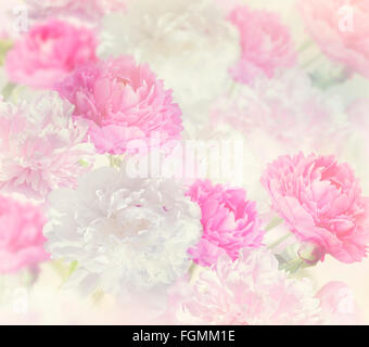 Rosa und Weiße Pfingstrose Blumen für Hintergrund Stockfoto