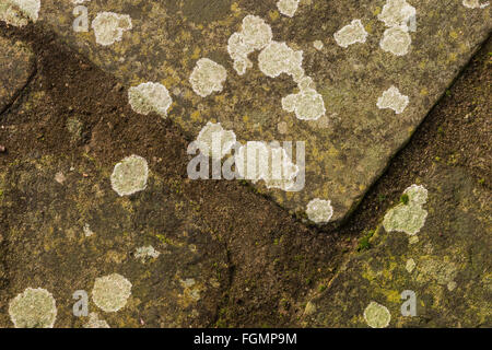 Die intraspezifische und interspezifische Konkurrenz für die Raumfahrt auf der Oberfläche der Portland limestone durch weiße Flechtenarten Kennzeichnung Nischen, Aspicilia Calcium Stockfoto