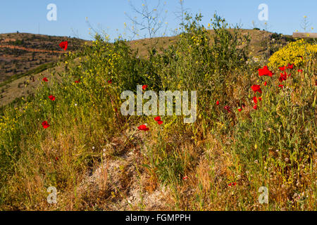 Nahaufnahme von roten Mohn Blumen im Sommer. Sehr geringe Schärfentiefe Stockfoto