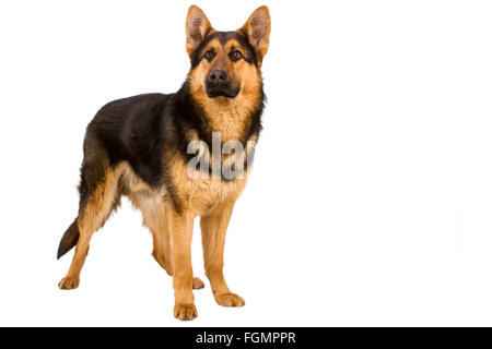 Deutscher Schäferhund liegend, isoliert auf weißem Hintergrund, Studio gedreht. Stockfoto