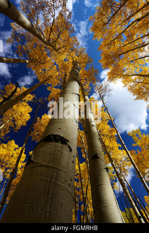 Baldachin von Herbst, gold und gelb Espenbaum im Herbst mit blauem Himmel verlässt Stockfoto