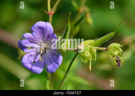 Wiese des Krans-Rechnung (Geranium Endressii). Blaue Wild Geranium (Familie Geraniaceae) in Blüte in einer britischen Wiese Stockfoto