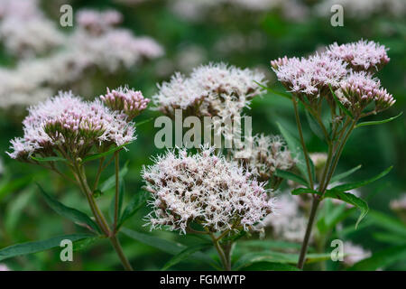 Hanf-Agrimony (Eupatorium Cannabinum). Hohe Pflanze in der Familie der Korbblütler (Asteraceae) mit leicht rosa Blumen Stockfoto