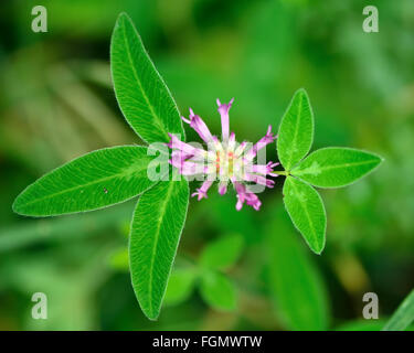 Rotklee (Trifolium Pratense). Rosa Blume eine zarte Hülsenfrucht von oben gesehen, die Form der Blätter in drei Segmente Stockfoto