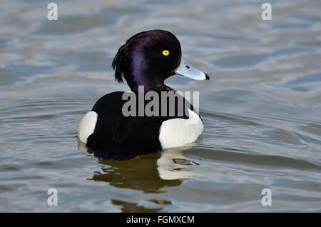 Männliche Reiherenten Stockfoto