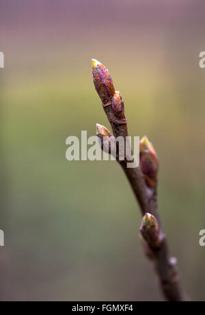 Klebrige Knospe der Rosskastanie oder Aesculus Hippocastanum Baum im winter Stockfoto