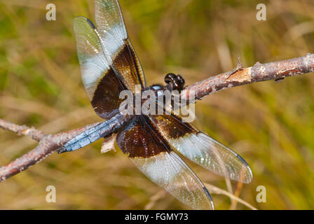 Männlich-Witwe Abstreicheisen Libelle thront auf Zweig in Frontenac Provincial Park, Ontario, Kanada Stockfoto