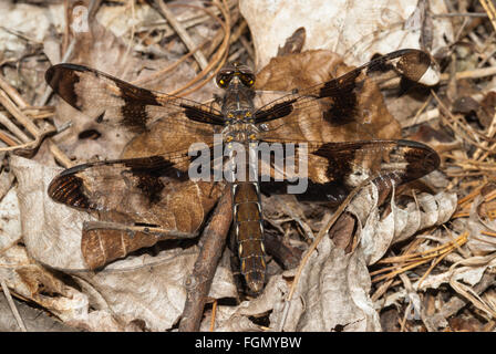 Weibliche zwölf entdeckt Skimmer Libelle Libellula Pulchella, thront auf getrocknete Blätter auf dem Waldboden. Stockfoto