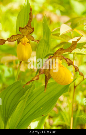 Ein paar gelbe Frauenschuh Orchideen, Cypripedium Calceolus, wachsen in Gould See Conservation Area, Ontario, Kanada Stockfoto