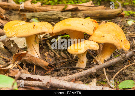 Ein Cluster von Igel Pilze, Hydnum Repandum, eine Art von Zahn-Pilzen, wachsen auf den Waldboden in Ontario, Kanada Stockfoto