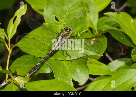 Lilypad Clubtail Libelle, Arigomphus Furcifer thront auf den Blättern in die wenig Cataraqui Conservation Area, Ontario, Kanada Stockfoto