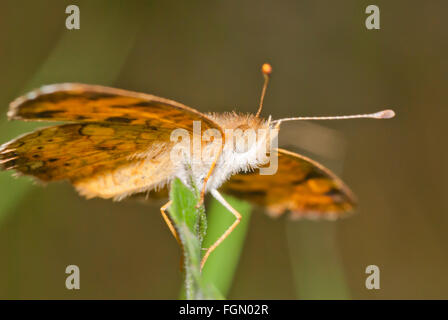 Nördlichen Halbmond Schmetterling, Phyciodes Cocyta, thront auf der Spitze des einen Grashalm und Ansicht von unten. Ontario Kanada Stockfoto