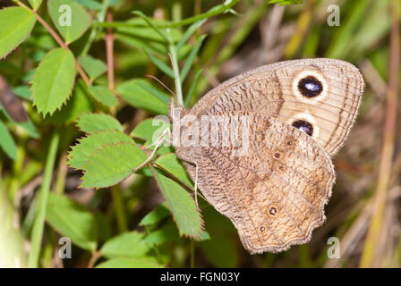 Gemeinsamen Waldnymphe Schmetterling, Cercyonis Pegala, thront auf einem Strauch neben eine Spur in des Papageis Bay Conservation Area. Stockfoto