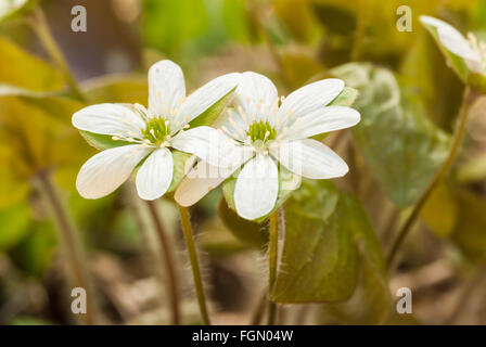 Sharp-gelappt Leberblümchen, Anemone Acutiloba, Blüten wachsen in den Wäldern in des Papageis Bay Conservation Area, Ontario. Stockfoto