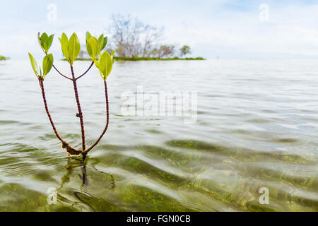 Ein Mangroven-Sämling wächst aus dem Meeresboden in der Nähe des Strandes. Nusa Lembongan, Bali, Indonesien. Stockfoto