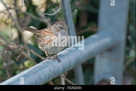 Heckenbraunelle (Hedge Sparrow), hockt Prunella Modularis am Hof. Winter. UK Stockfoto