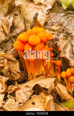 Ein Cluster von orange Mycena, Mycena Leaiana, wächst in der Gould See Conservation Area, Ontario, Kanada Stockfoto