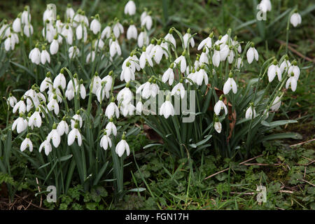 Schneeglöckchen blühen in Northumberland, England. Die Blumen (Galanthus Nivalis) blühen im Frühling. Stockfoto