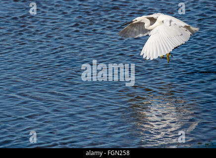 Seidenreiher, Egretta Garzetta, im Flug über der Lagune, Quinta de Marim, natürlichen Park Ria Formosa, Algarve, Portugal Stockfoto