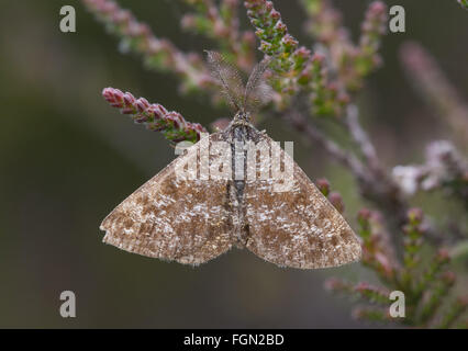 Nahaufnahme des männlichen Gemeinen Heidemotten (Ematurga atomaria) mit federleichten Fühlern auf calluna vulgaris, Ling heather, UK Stockfoto