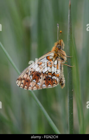 Kleiner Perlenschmetterling (Boloria selene) in Hampshire, Großbritannien Stockfoto