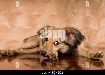 Niedliche Mischling Hund portrait Stockfoto