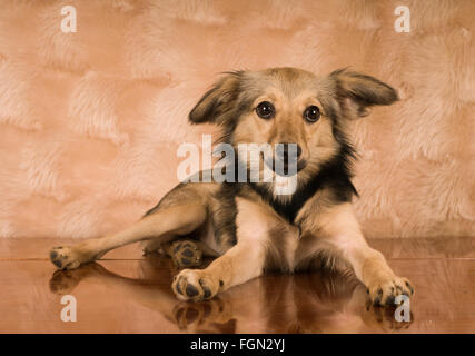 Niedliche Mischling Hund portrait Stockfoto