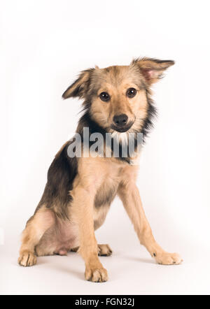 Niedliche Mischling Hund portrait Stockfoto