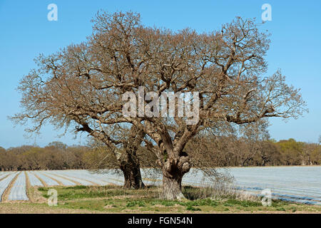 Kartoffel-Anbau unter Vlies, Butley, Suffolk, UK. Stockfoto