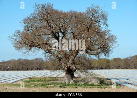 Kartoffel-Anbau unter Vlies, Butley, Suffolk, UK. Stockfoto