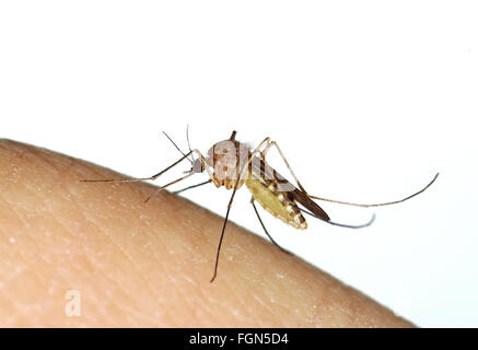 Stechmücken (Culex SP.) beißen eines menschlichen Fingers Stockfoto