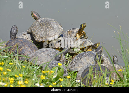 Wasser Schildkröten Familie liegt in der Nähe des Sees Stockfoto