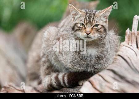 Schottische Wildkatze gefährdet die einzige einheimische Wildkatze in Großbritannien und nach einige, mehr als der sibirische Tiger Stockfoto