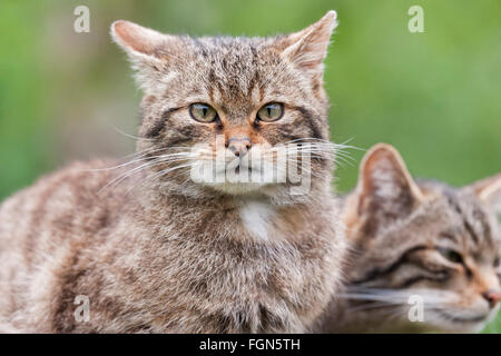 Schottische Wildkatze gefährdet die einzige einheimische Wildkatze in Großbritannien und nach einige, mehr als der sibirische Tiger Stockfoto