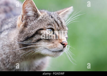 Schottische Wildkatze gefährdet die einzige einheimische Wildkatze in Großbritannien und nach einige, mehr als der sibirische Tiger Stockfoto