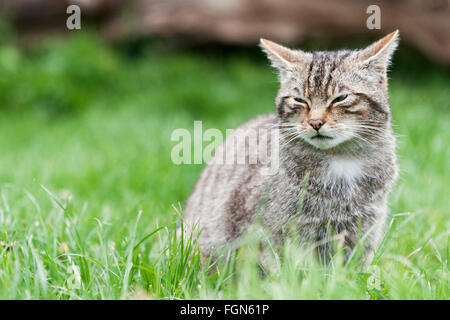 Schottische Wildkatze gefährdet die einzige einheimische Wildkatze in Großbritannien und nach einige, mehr als der sibirische Tiger Stockfoto