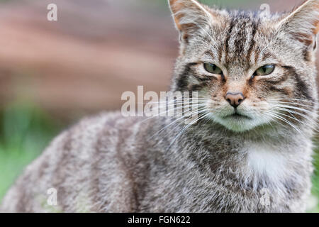 Schottische Wildkatze gefährdet die einzige einheimische Wildkatze in Großbritannien und nach einige, mehr als der sibirische Tiger Stockfoto