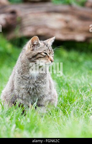 Schottische Wildkatze gefährdet die einzige einheimische Wildkatze in Großbritannien und nach einige, mehr als der sibirische Tiger Stockfoto