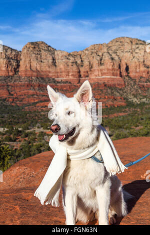 Hund am Aussichtspunkt von der Bell Rock Klettern Spur trägt Schal Stockfoto