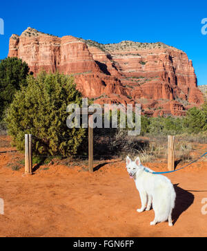 Hund auf Wanderung mit dem Gerichtsgebäude Butte in Ferne Stockfoto