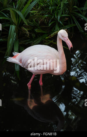 Flamingos, Phoenicopterus, irren sich nie für jede andere Art von Vogel wegen ihrer rosa Gefieder, lange Beine, lange Hälse ein Stockfoto