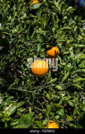 Reife frische Orangen hängen von einem Baum bei strahlendem Sonnenschein in einem kalifornischen Garten Stockfoto
