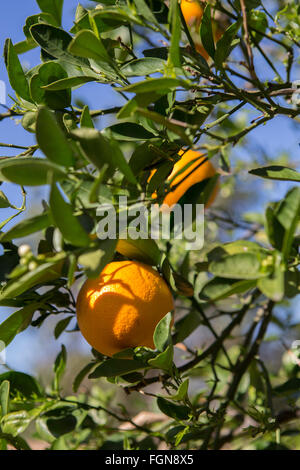 Reife frische Orangen hängen von einem Baum bei strahlendem Sonnenschein in einem kalifornischen Garten Stockfoto