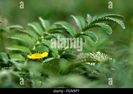 Silverweed (Potentilla heisses). Eine gelb blühende Pflanze in der Familie der Rosengewächse (Rosengewächse), mit silbernen Spitzen, um seine Blätter Stockfoto