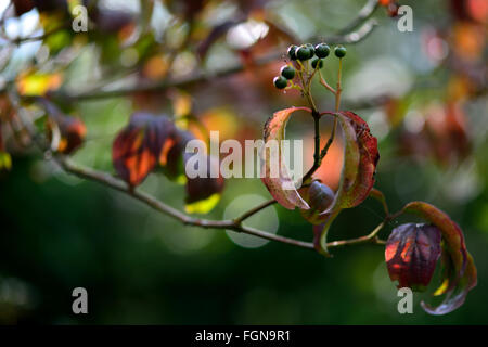 Hartriegel (Cornus sanguineaund). Strauch mit Blättern mit Reifen schwarze Beeren rot in der Familie Cornales, drehen Stockfoto